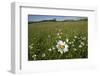 Ox-eye daisies in grassland, Republic of Ireland-David Woodfall-Framed Photographic Print