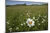 Ox-eye daisies in grassland, Republic of Ireland-David Woodfall-Mounted Photographic Print