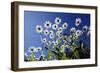 Ox Eye Daisy Flowers Against a Blue Sky-null-Framed Photographic Print