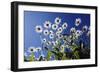 Ox Eye Daisy Flowers Against a Blue Sky-null-Framed Photographic Print