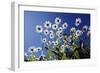 Ox Eye Daisy Flowers Against a Blue Sky-null-Framed Photographic Print