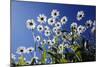 Ox Eye Daisy Flowers Against a Blue Sky-null-Mounted Photographic Print