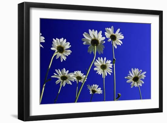 Ox-Eye Daisy Flowers Against a Blue Sky-null-Framed Photographic Print