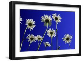 Ox-Eye Daisy Flowers Against a Blue Sky-null-Framed Photographic Print