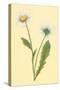 Ox Eye Daisy with Whiteweed-null-Stretched Canvas