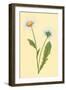 Ox Eye Daisy with Whiteweed-null-Framed Art Print