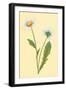 Ox Eye Daisy with Whiteweed-null-Framed Art Print