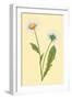 Ox Eye Daisy with Whiteweed-null-Framed Art Print