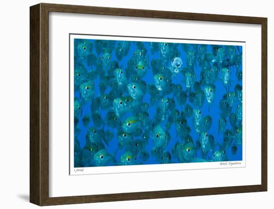 Ox-eye Scad Faces-Jones-Shimlock-Framed Giclee Print