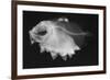 Ox-Eyed Oreo-Sandra J. Raredon-Framed Art Print