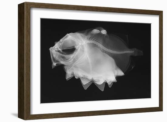 Ox-Eyed Oreo-Sandra J. Raredon-Framed Art Print