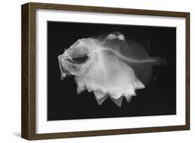 Ox-Eyed Oreo-Sandra J. Raredon-Framed Art Print