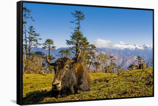 Ox in Front of Mountain Landscape, Pele La Pass, Bhutan-Michael Runkel-Framed Stretched Canvas