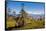 Ox in Front of Mountain Landscape, Pele La Pass, Bhutan-Michael Runkel-Framed Stretched Canvas