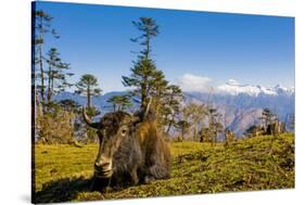 Ox in Front of Mountain Landscape, Pele La Pass, Bhutan-Michael Runkel-Stretched Canvas