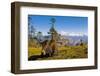 Ox in Front of Mountain Landscape, Pele La Pass, Bhutan-Michael Runkel-Framed Photographic Print