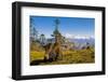 Ox in Front of Mountain Landscape, Pele La Pass, Bhutan-Michael Runkel-Framed Photographic Print