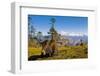 Ox in Front of Mountain Landscape, Pele La Pass, Bhutan-Michael Runkel-Framed Photographic Print