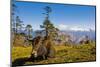 Ox in Front of Mountain Landscape, Pele La Pass, Bhutan-Michael Runkel-Mounted Photographic Print