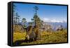 Ox in Front of Mountain Landscape, Pele La Pass, Bhutan-Michael Runkel-Framed Stretched Canvas