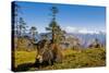 Ox in Front of Mountain Landscape, Pele La Pass, Bhutan-Michael Runkel-Stretched Canvas