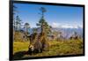 Ox in Front of Mountain Landscape, Pele La Pass, Bhutan-Michael Runkel-Framed Photographic Print