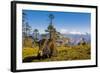 Ox in Front of Mountain Landscape, Pele La Pass, Bhutan-Michael Runkel-Framed Photographic Print