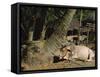 Ox in Village of Bonhoogly, Parganas, West Bengal, India-Maxwell Duncan-Framed Stretched Canvas