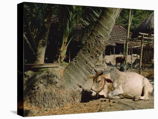 Ox in Village of Bonhoogly, Parganas, West Bengal, India-Maxwell Duncan-Stretched Canvas