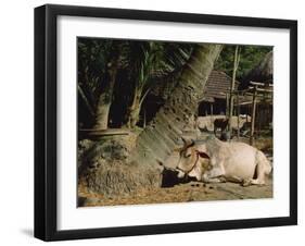 Ox in Village of Bonhoogly, Parganas, West Bengal, India-Maxwell Duncan-Framed Premium Photographic Print