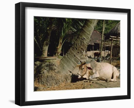 Ox in Village of Bonhoogly, Parganas, West Bengal, India-Maxwell Duncan-Framed Photographic Print