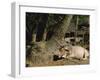 Ox in Village of Bonhoogly, Parganas, West Bengal, India-Maxwell Duncan-Framed Photographic Print
