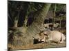 Ox in Village of Bonhoogly, Parganas, West Bengal, India-Maxwell Duncan-Mounted Photographic Print