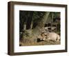 Ox in Village of Bonhoogly, Parganas, West Bengal, India-Maxwell Duncan-Framed Photographic Print