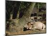 Ox in Village of Bonhoogly, Parganas, West Bengal, India-Maxwell Duncan-Mounted Photographic Print