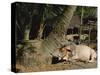 Ox in Village of Bonhoogly, Parganas, West Bengal, India-Maxwell Duncan-Stretched Canvas