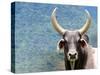 Ox Looking at the Camera. Long Horned Ox-Anderson Matos-Stretched Canvas