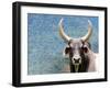 Ox Looking at the Camera. Long Horned Ox-Anderson Matos-Framed Photographic Print