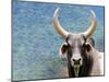 Ox Looking at the Camera. Long Horned Ox-Anderson Matos-Mounted Photographic Print