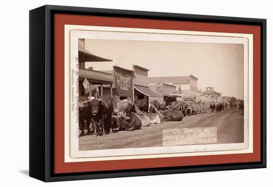 Ox Teams at Sturgis, D.T. [I.E. Dakota Territory]-John C. H. Grabill-Framed Stretched Canvas