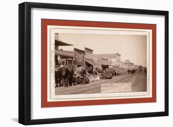 Ox Teams at Sturgis, D.T. [I.E. Dakota Territory]-John C. H. Grabill-Framed Giclee Print