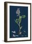 Oxalis Acetosella; Wood Sorrel-null-Framed Premium Giclee Print