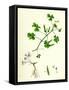 Oxalis Corniculata Procumbent Yellow Sorrel-null-Framed Stretched Canvas