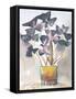 Oxalis in Vase II-Jennifer Parker-Framed Stretched Canvas