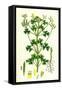 Oxalis Stricta Upright Yellow Sorrel-null-Framed Stretched Canvas