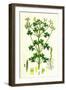 Oxalis Stricta Upright Yellow Sorrel-null-Framed Giclee Print