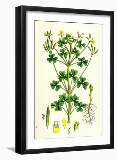 Oxalis Stricta Upright Yellow Sorrel-null-Framed Giclee Print