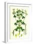 Oxalis Stricta Upright Yellow Sorrel-null-Framed Giclee Print