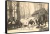 Oxen at Maple Sugar Camp, Vermont-null-Framed Stretched Canvas