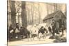 Oxen at Maple Sugar Camp, Vermont-null-Stretched Canvas